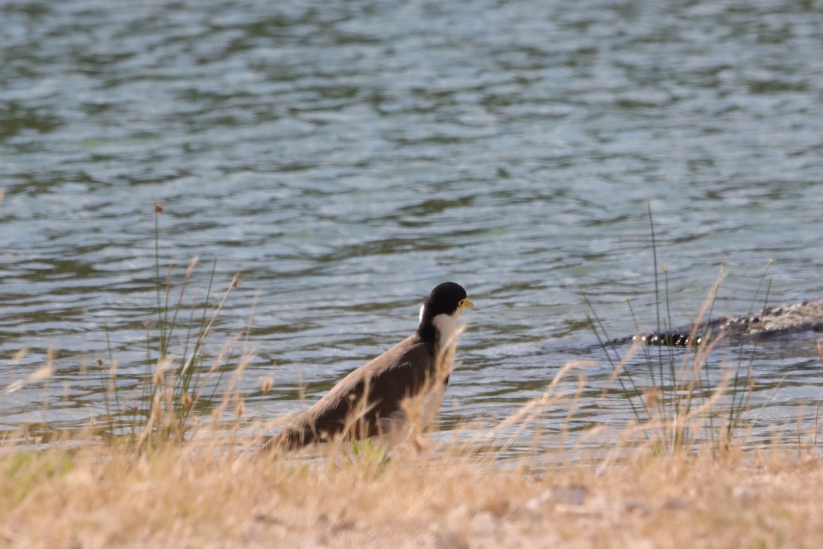 Masked Lapwing - ML646835953