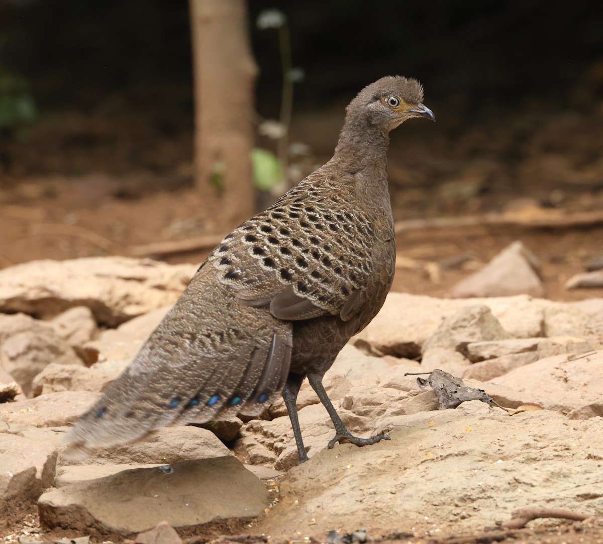 filigransfasan - ML646835954