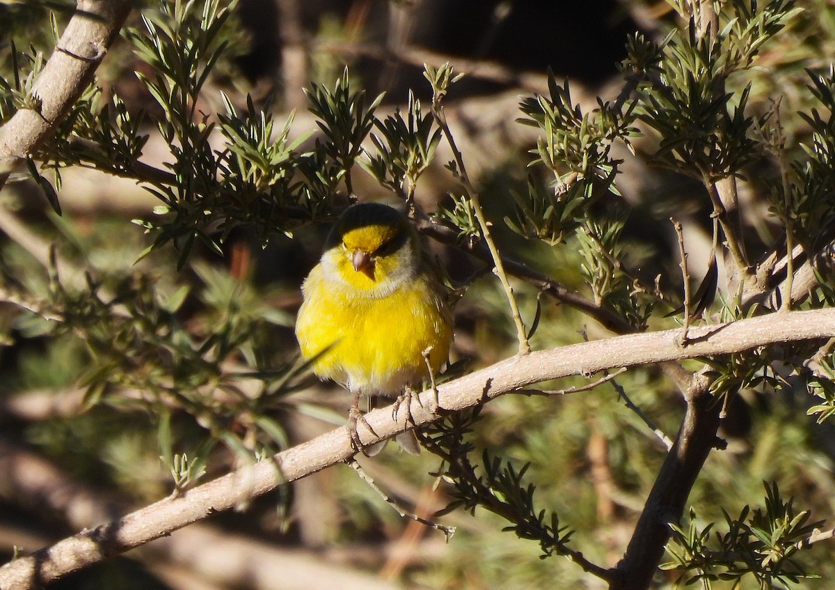 カナリア - ML646835968