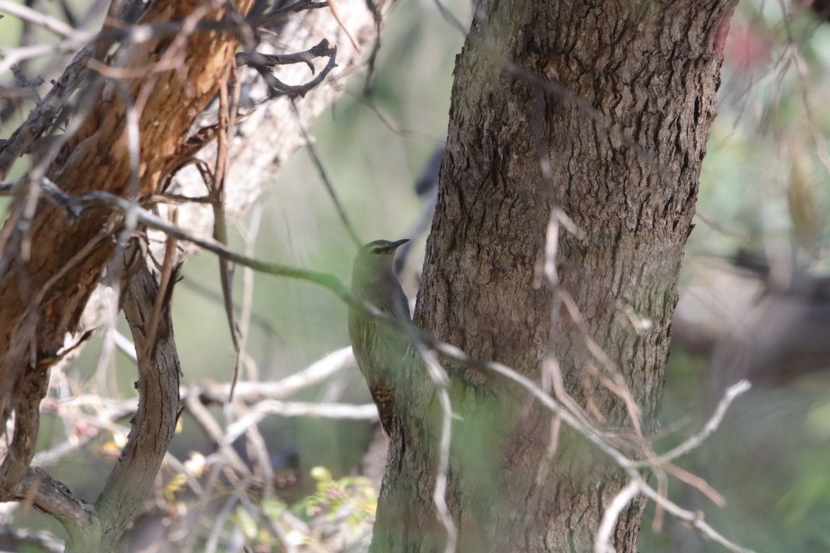 Бурая ложнопищуха - ML646835970