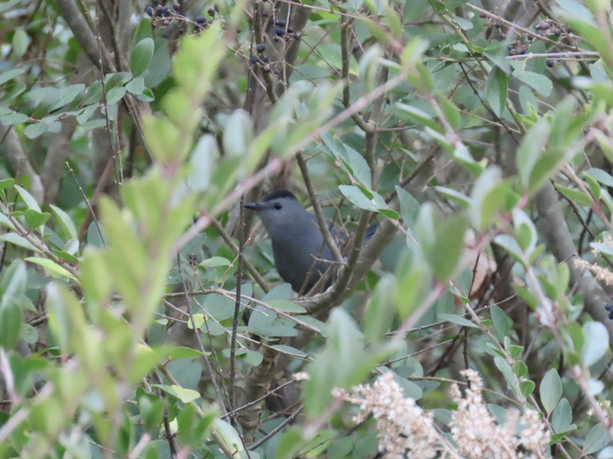 Gri Kedikuşu - ML646835975