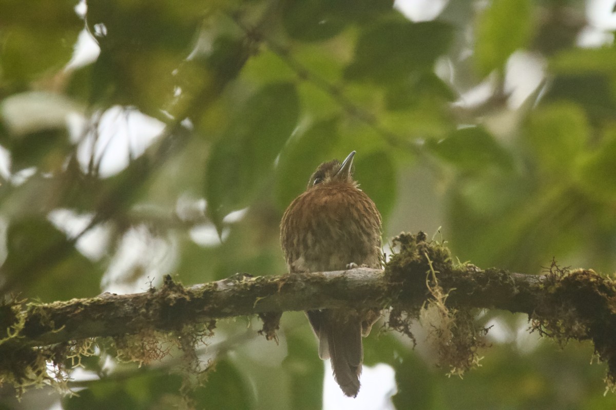 Moustached Puffbird - ML646835980