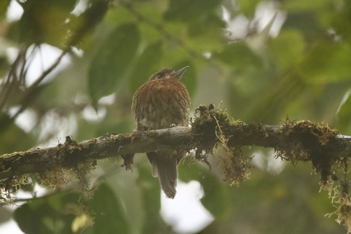 Moustached Puffbird - ML646835981