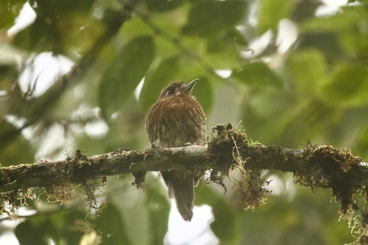 Moustached Puffbird - ML646835982