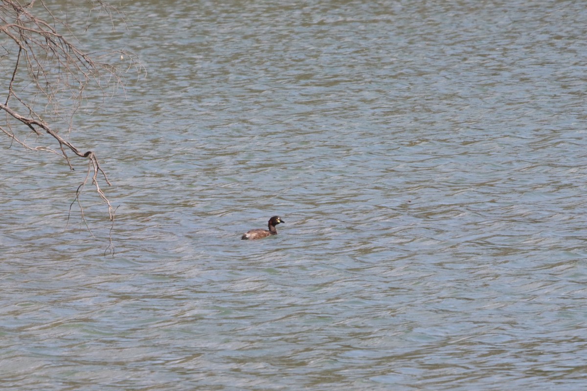 Australasian Grebe - ML646835983