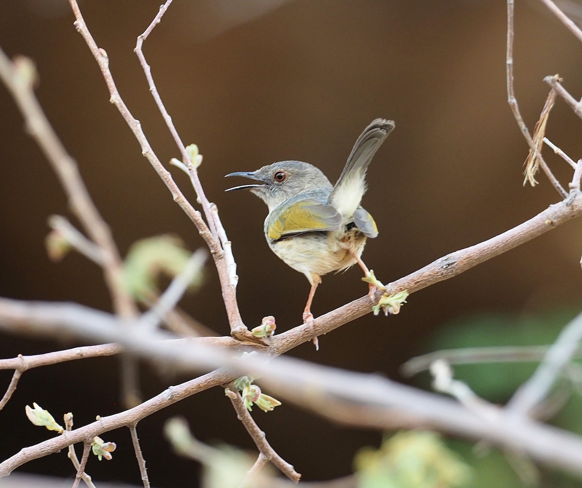 Green-backed Camaroptera - ML646835985