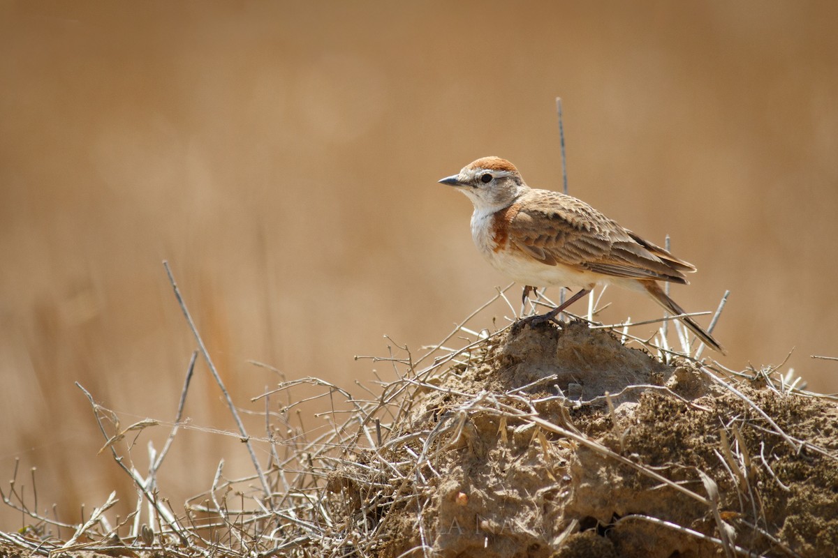 Red-capped Lark - ML646835988