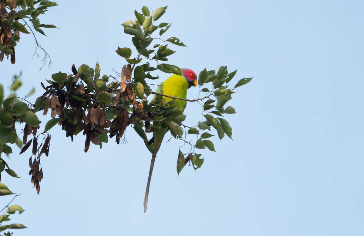 Plum-headed Parakeet - ML646835989