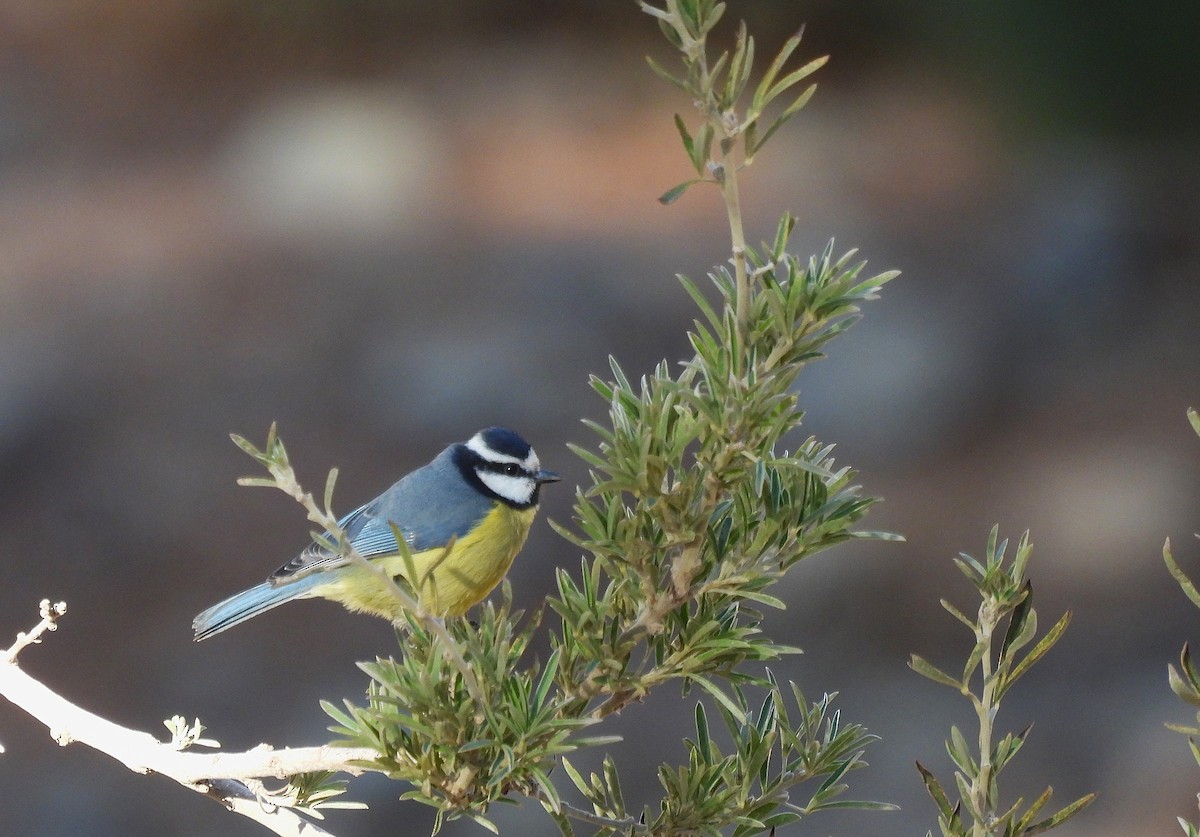 テネリフェアオガラ - ML646835990