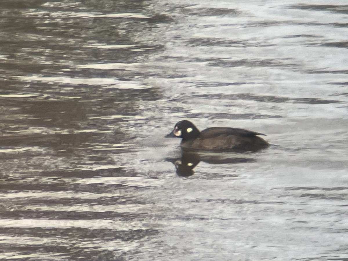Harlequin Duck - ML646835991