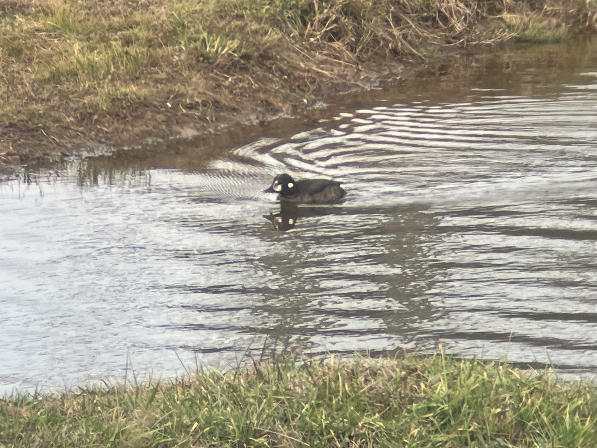 Harlequin Duck - ML646835992
