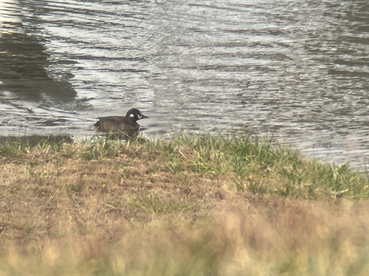 Harlequin Duck - ML646835993