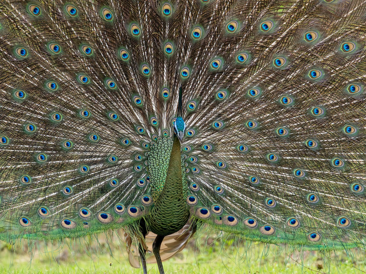 Павич синьокрилий - ML646835994