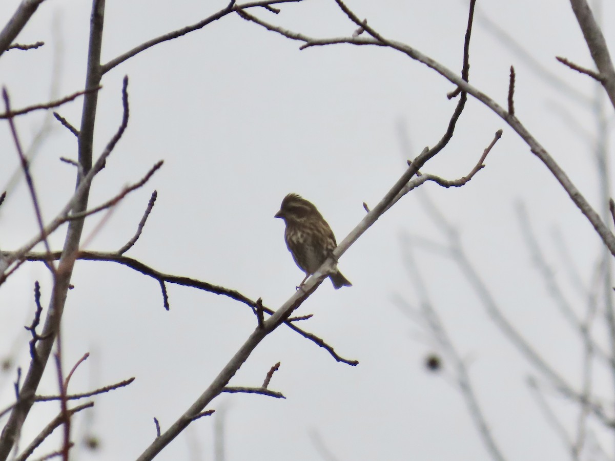 Purple Finch - ML646835995