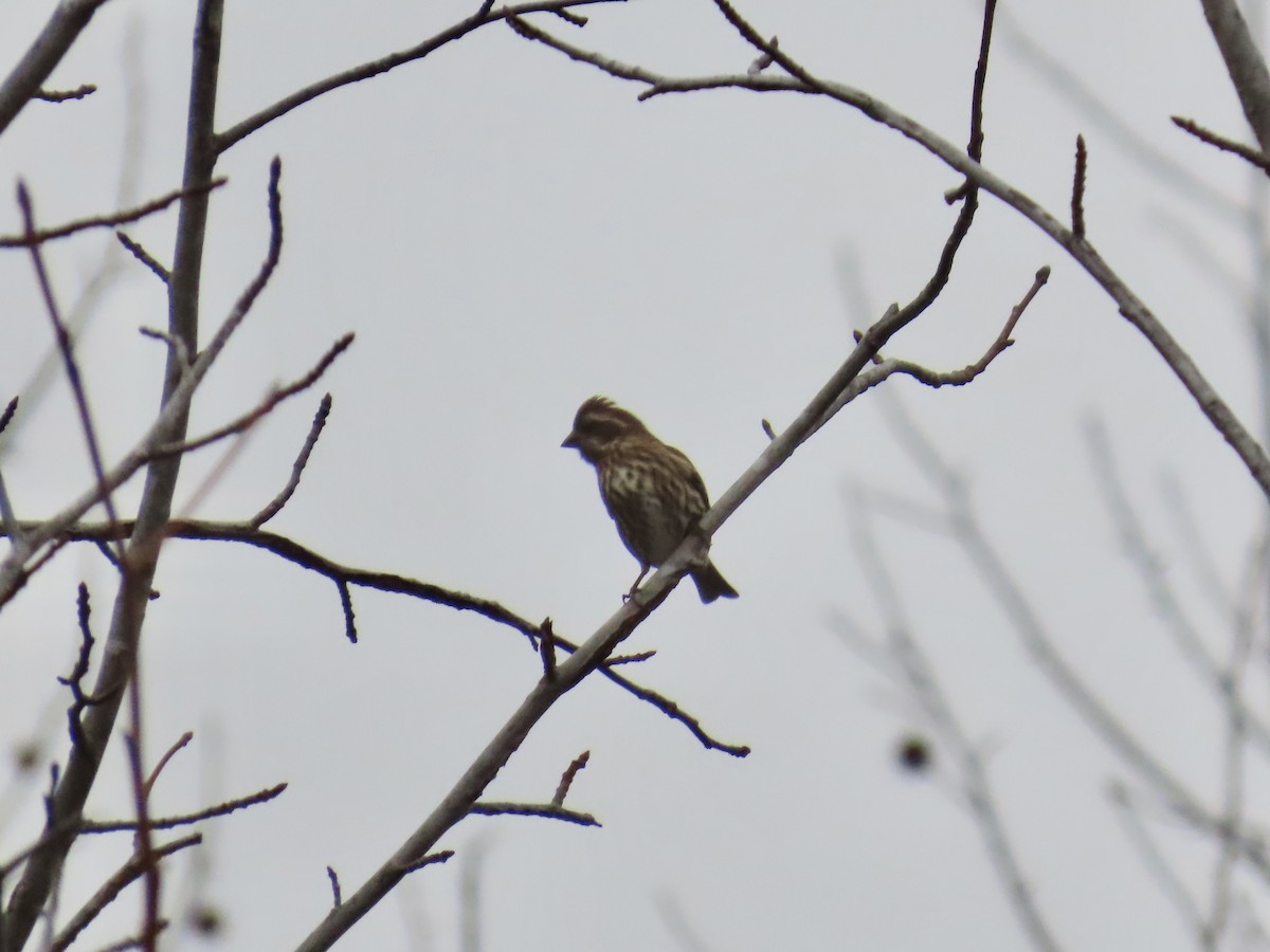Purple Finch - ML646835996