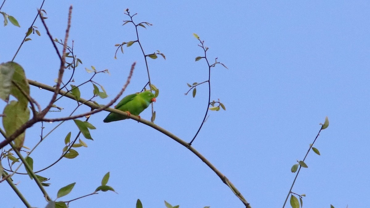 Göçmen Cennet Papağanı - ML646836002