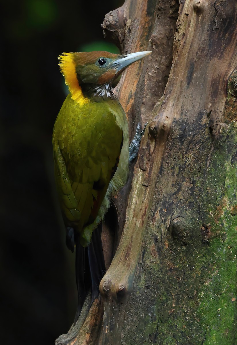 Greater Yellownape - ML646836005