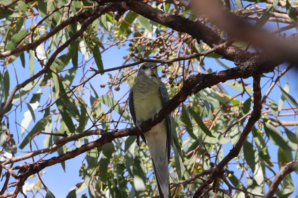 Певчий попугайчик - ML646836006