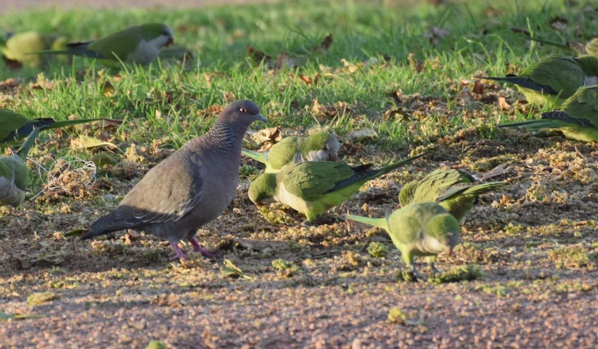 Picazuro Pigeon - ML646836007