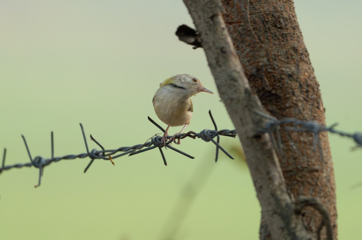 Common Tailorbird - ML646836008