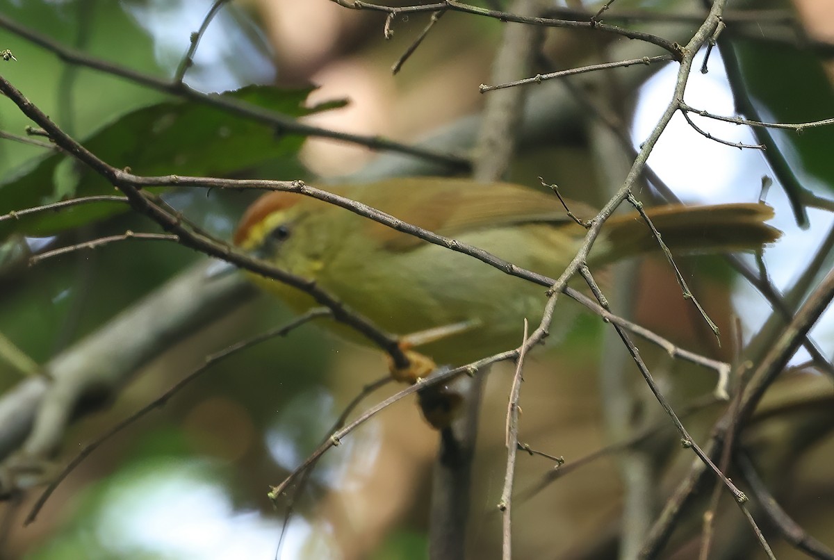 Pin-striped Tit-Babbler - ML646836009