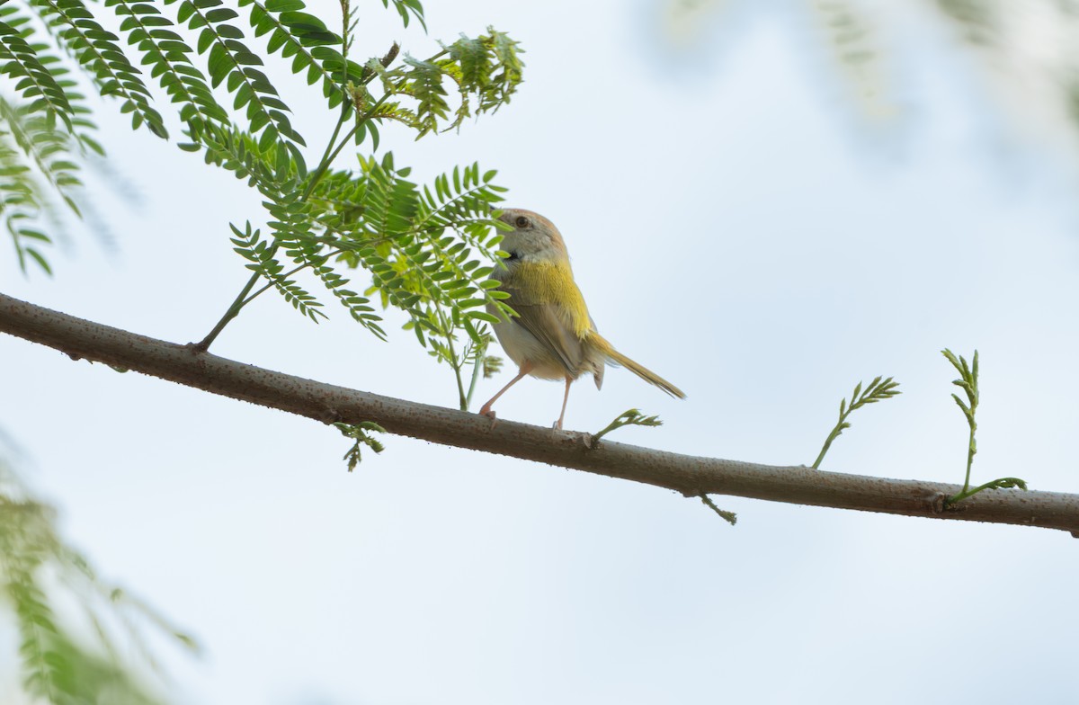 Common Tailorbird - ML646836010