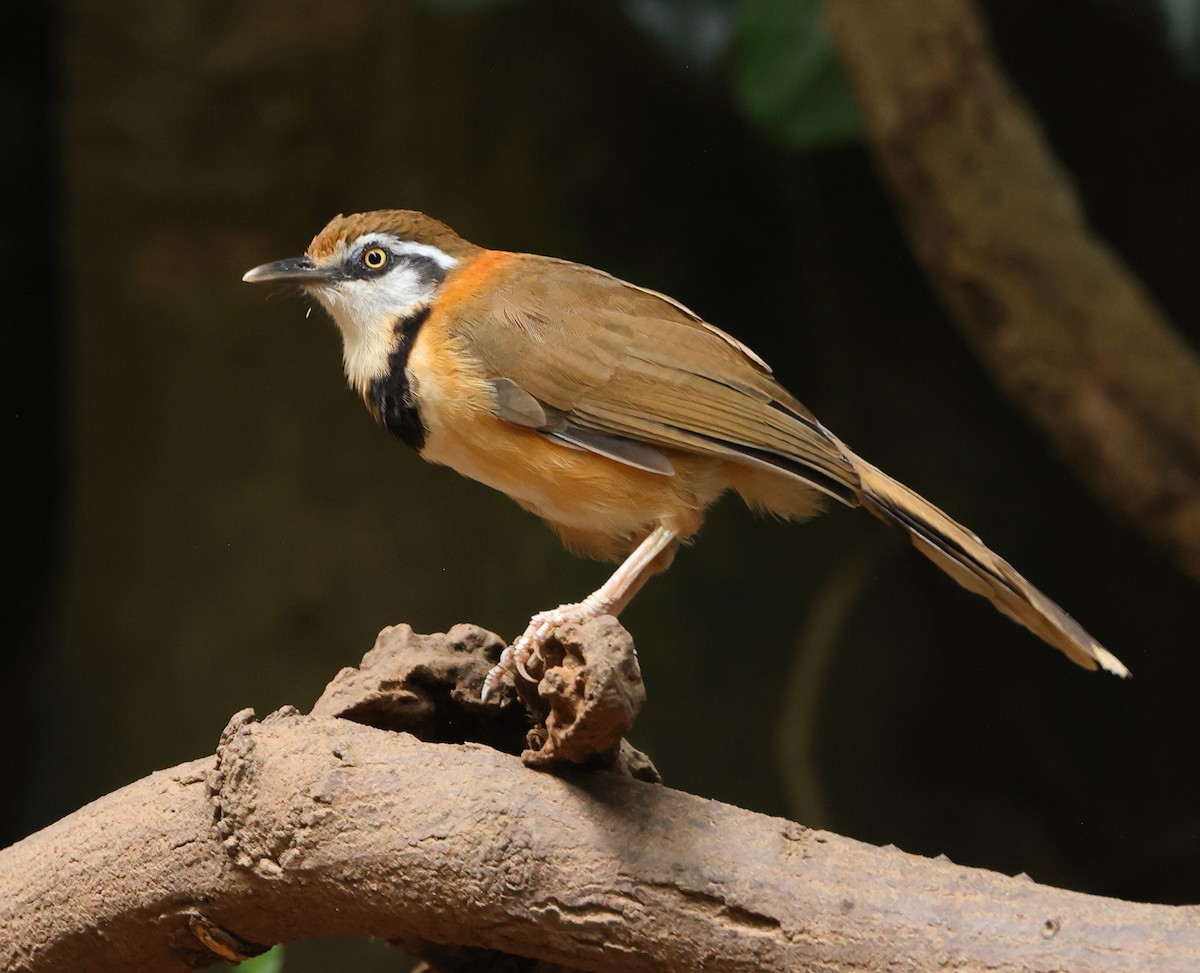 Lesser Necklaced Laughingthrush - ML646836014