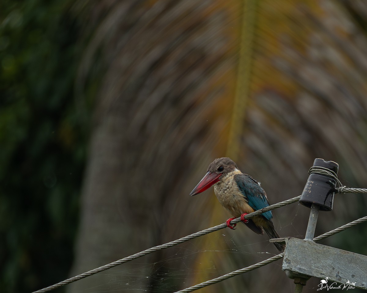 Stork-billed Kingfisher - ML646836015