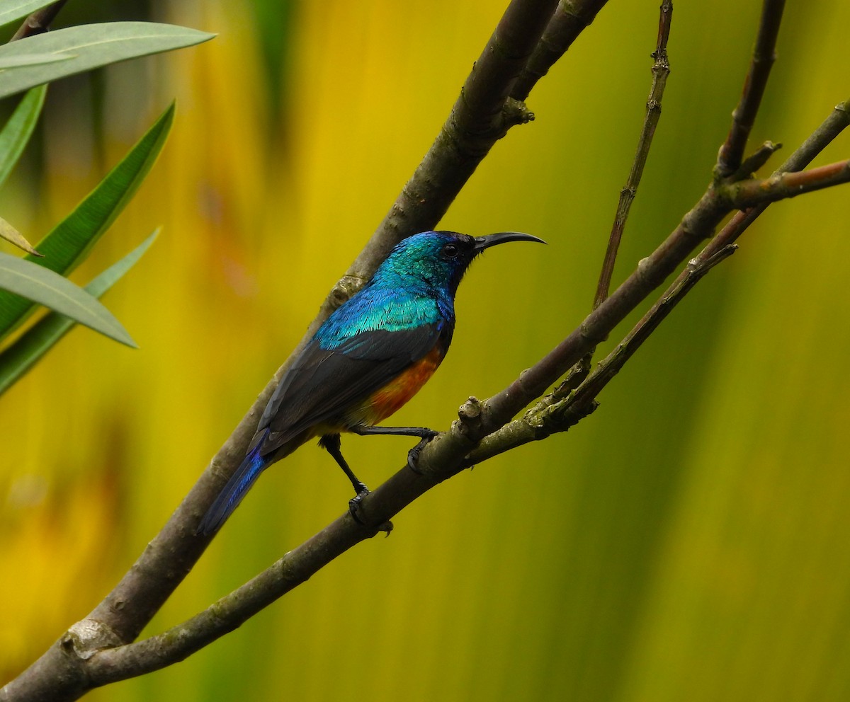 Variable Sunbird - ML646836016