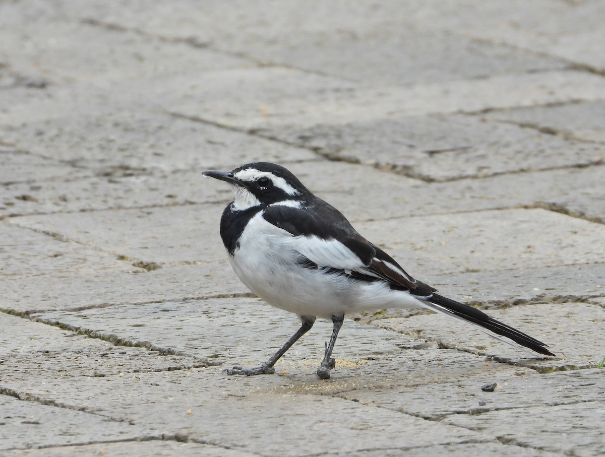 African Pied Wagtail - ML646836017