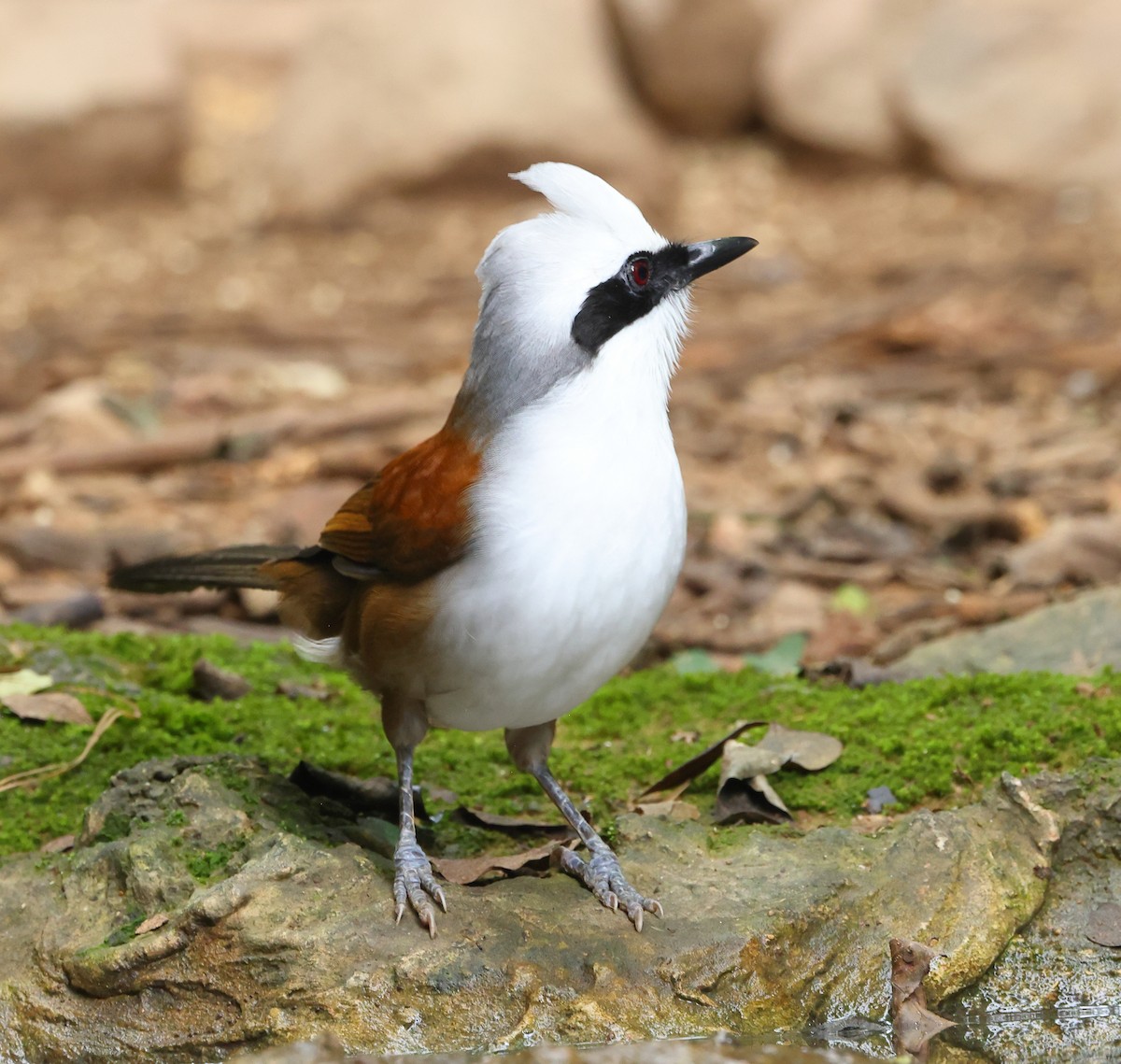 White-crested Laughingthrush - ML646836020