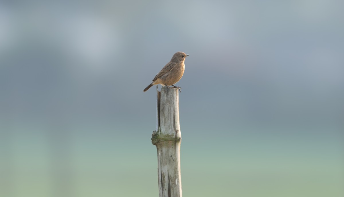Pied Bushchat - ML646836021