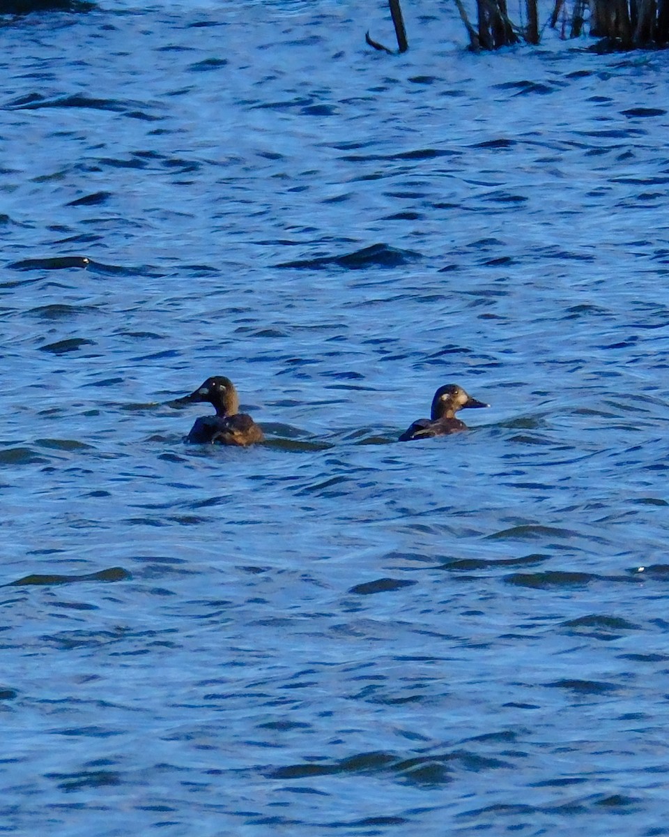 Velvet Scoter - ML646836025