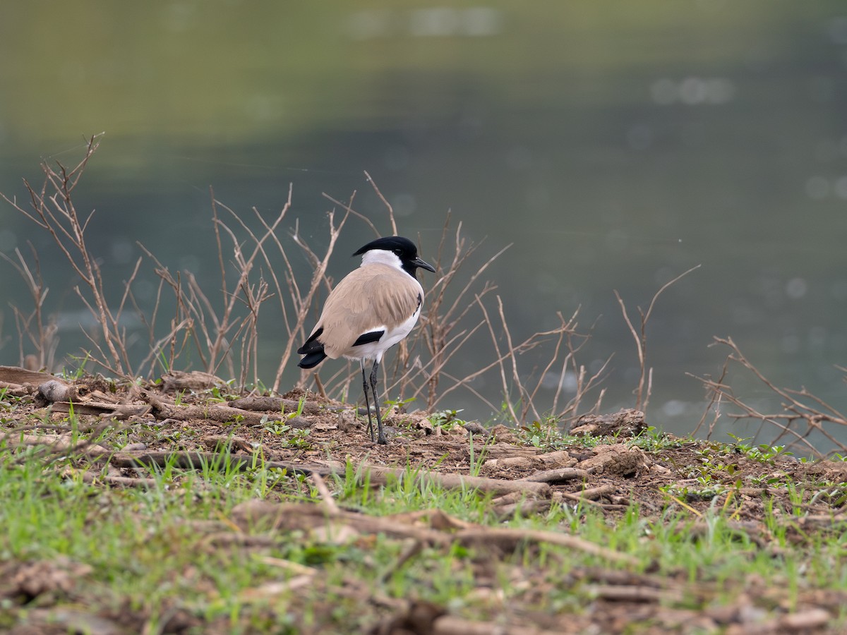 elvevipe - ML646836026