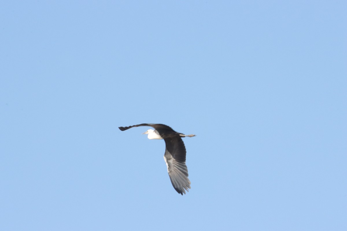 Белошейная цапля - ML646836032