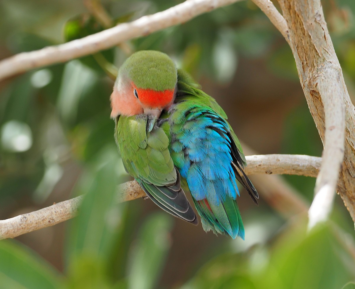 Rosy-faced Lovebird - ML646836033