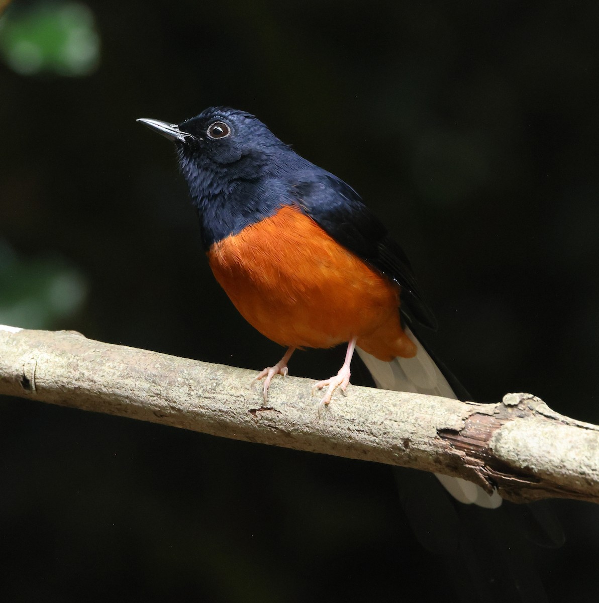 arieshama - ML646836034