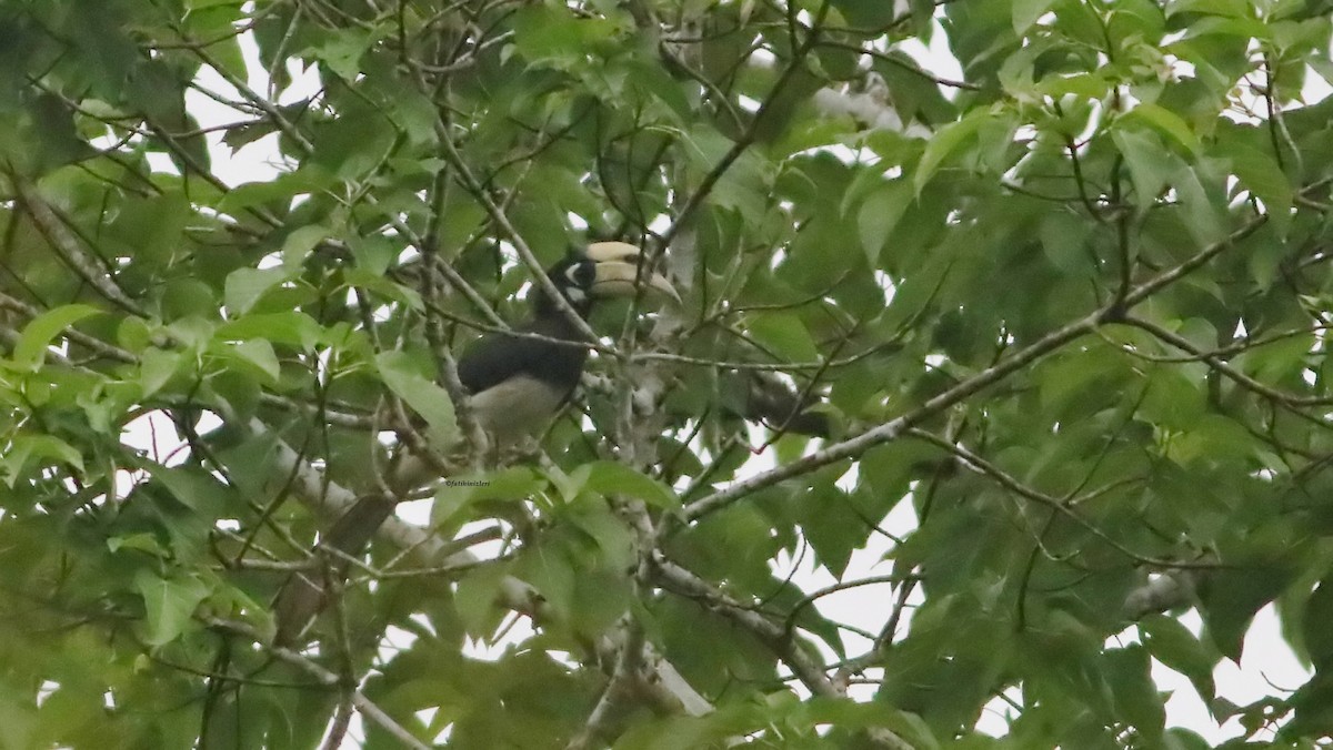 Doğu Alaca Boynuzgagası - ML646836043