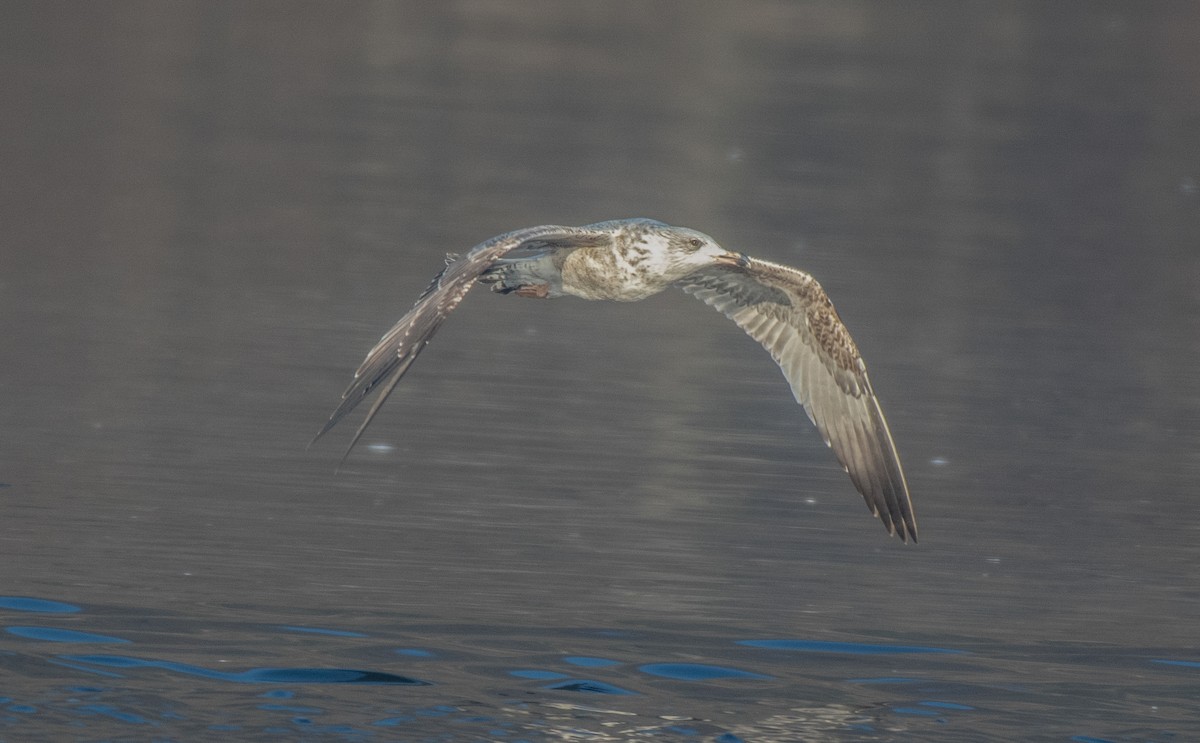 Silbermöwe - ML646836046