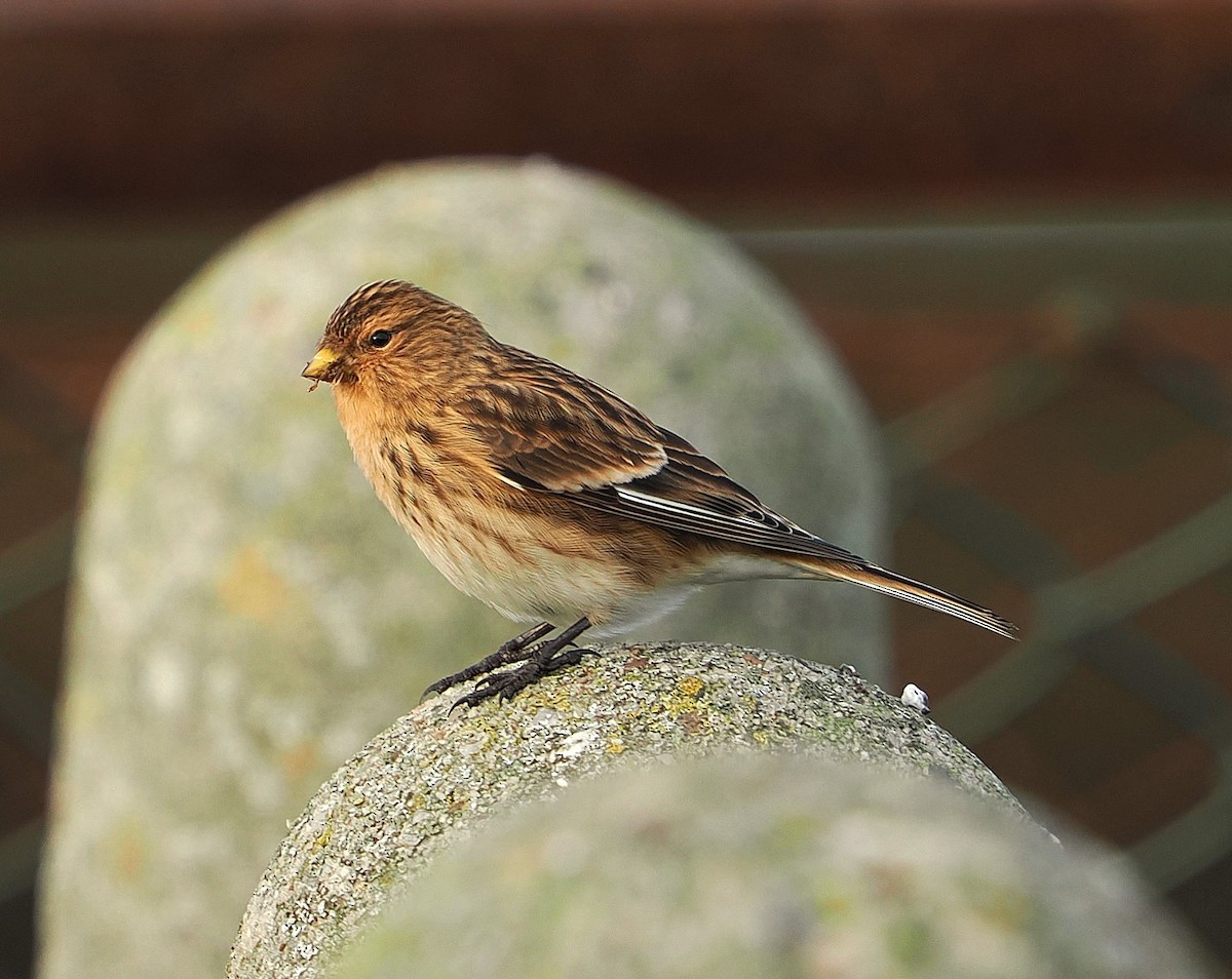 Twite - ML646836049