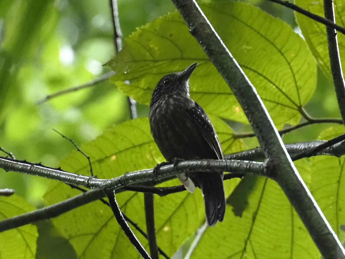 Black-hooded Antshrike - ML646836055