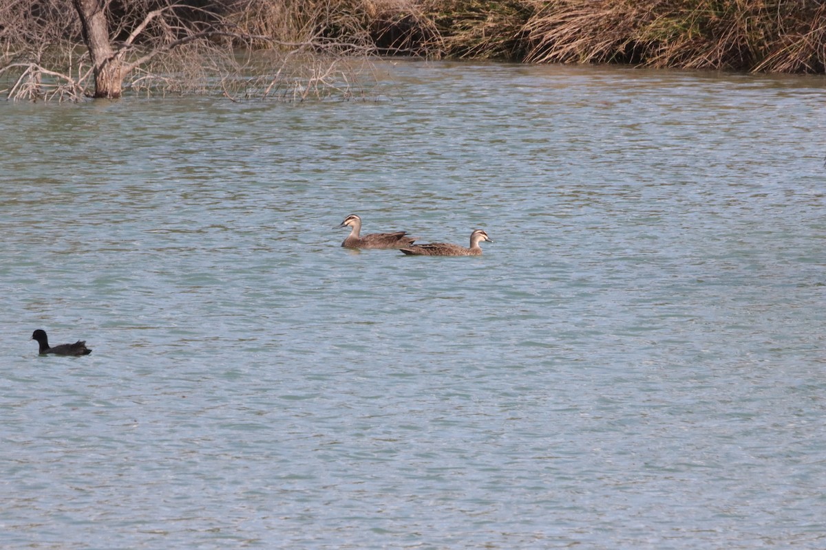 Augenbrauenente - ML646836056