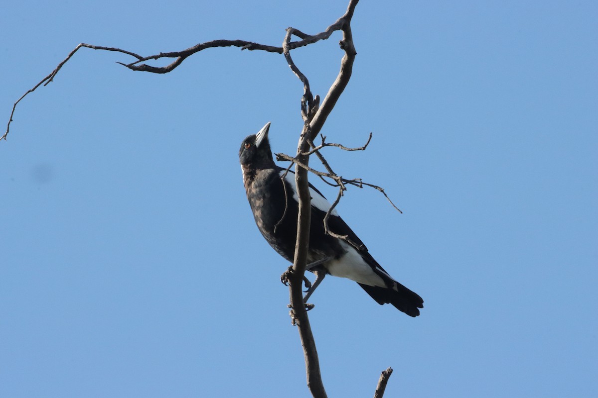 Буругонг, ворона-свистун - ML646836065