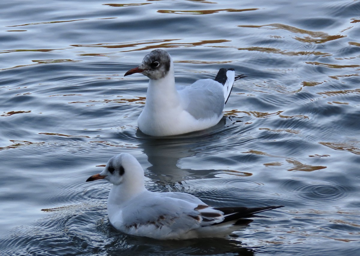 Gaviota Reidora - ML646836068