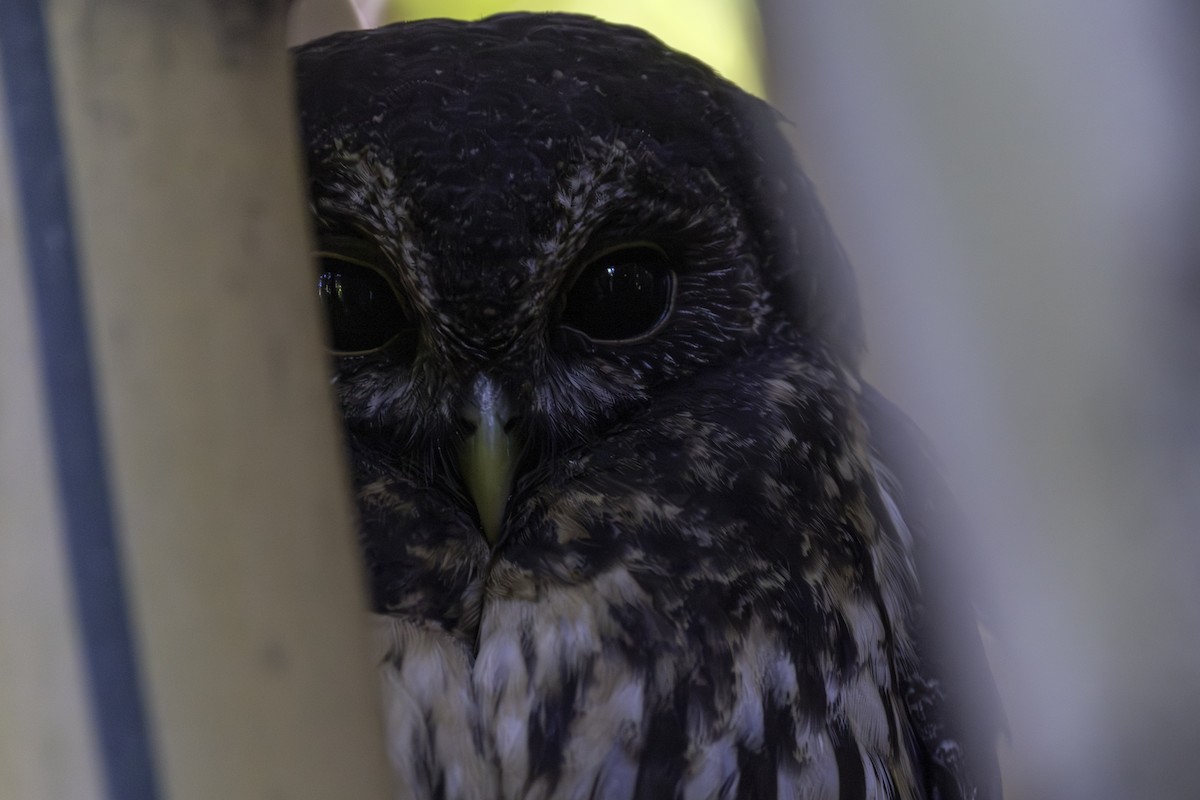 Sprenkelkauz - ML646836069