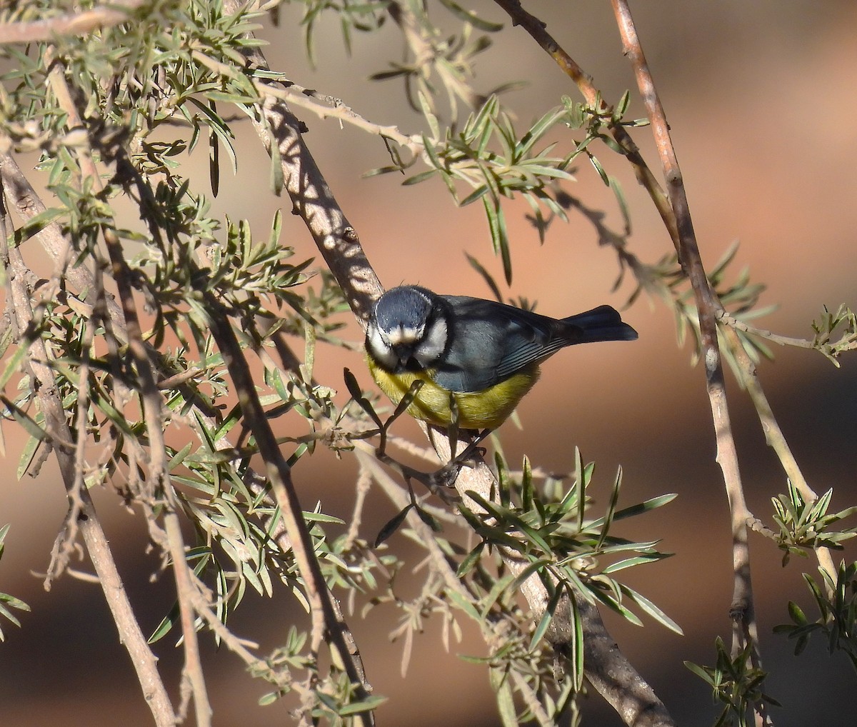 テネリフェアオガラ - ML646836070