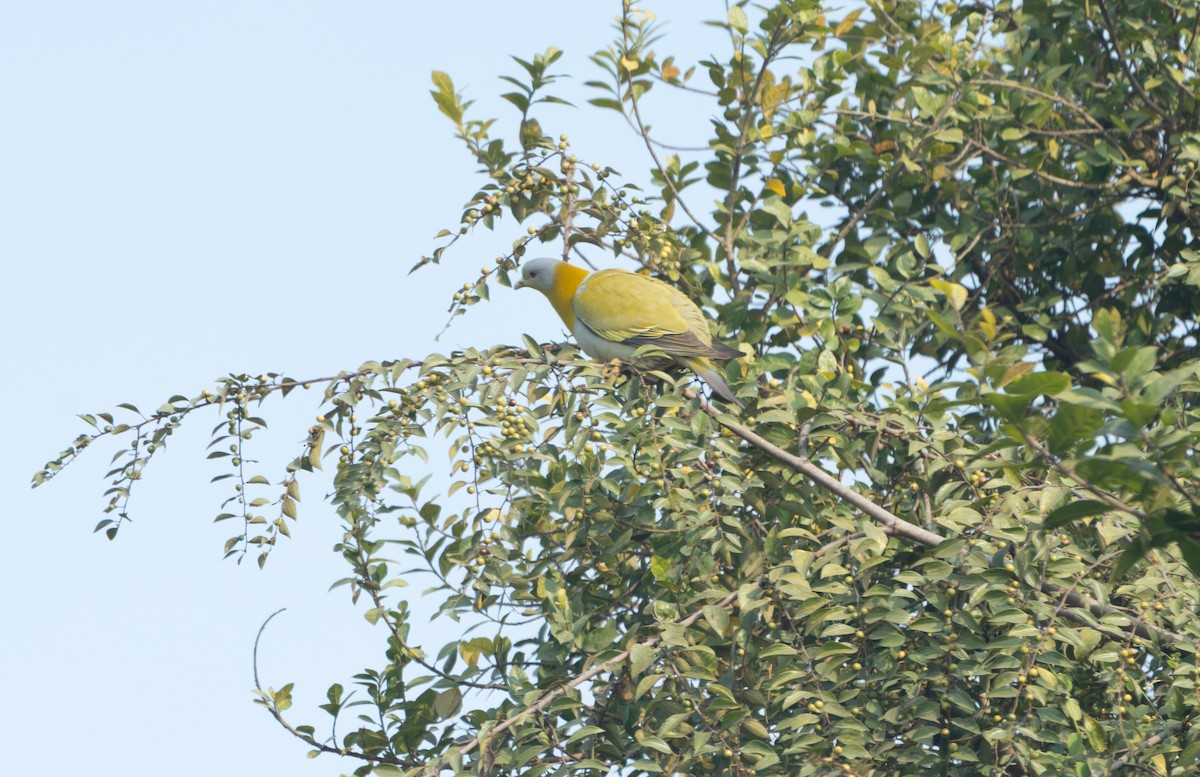 Yellow-footed Green-Pigeon - ML646836073