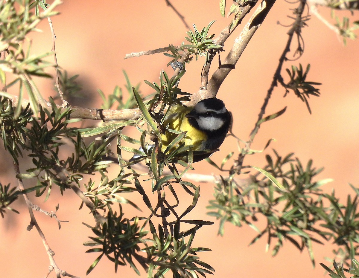 テネリフェアオガラ - ML646836074