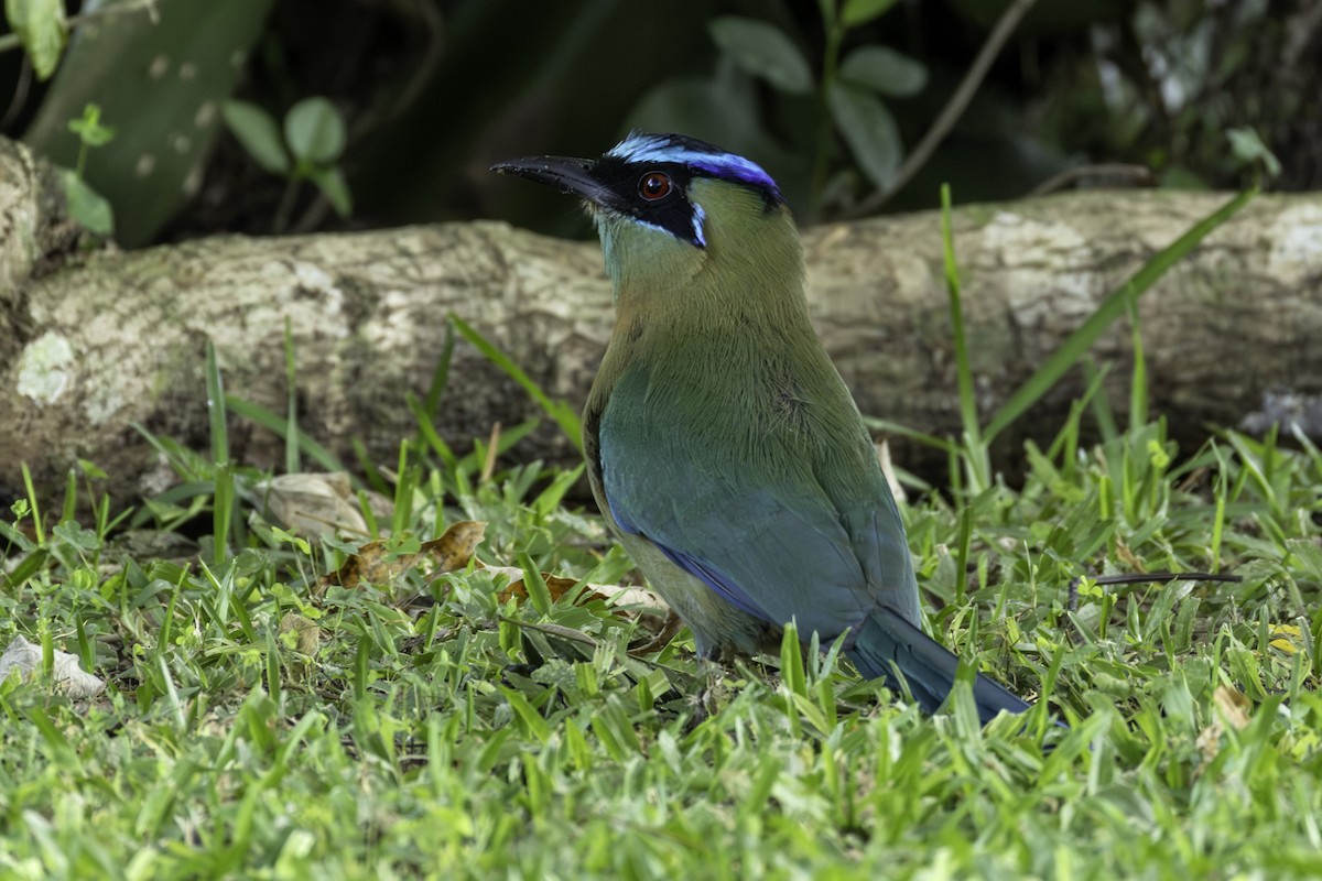 Lesson's Motmot - ML646836078