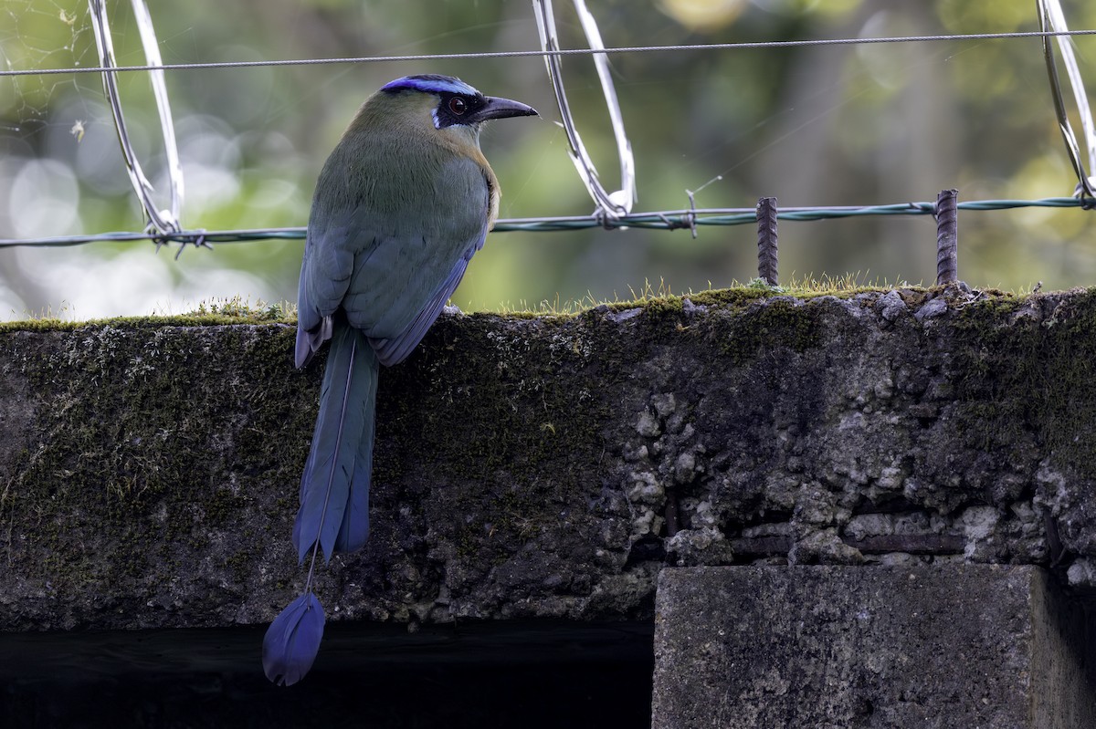 Lesson's Motmot - ML646836079